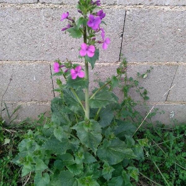 Lunaria annua Kwiat