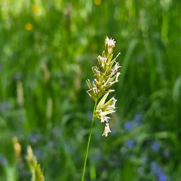 Anthoxanthum odoratum Květ