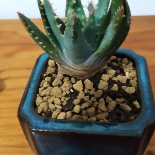 Aloe brevifolia Leaf