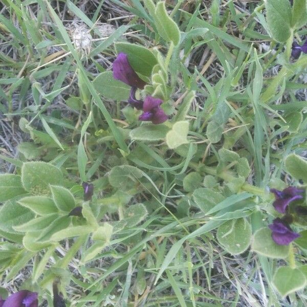 Vicia narbonensis Hoja