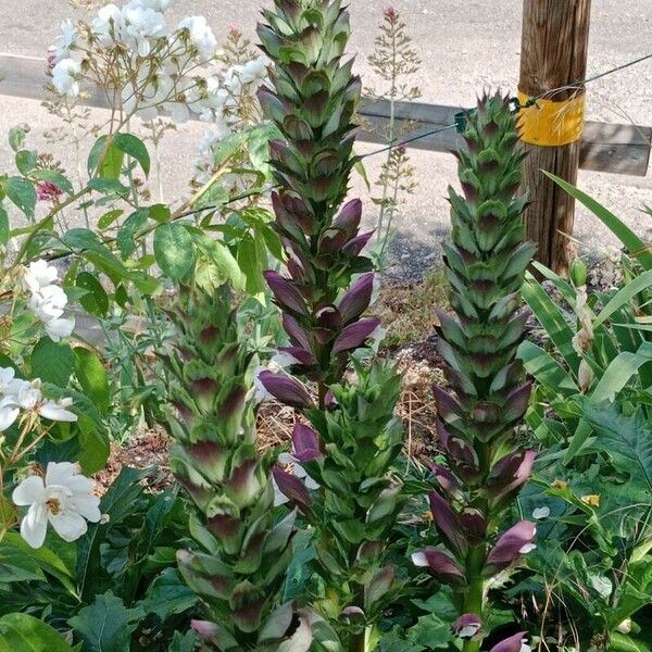 Acanthus spinosus Цвят