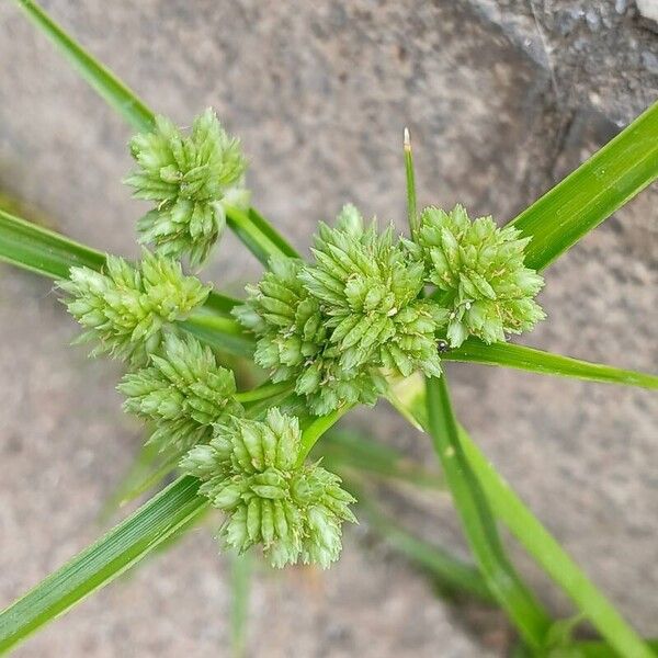 Cyperus eragrostis Habitat