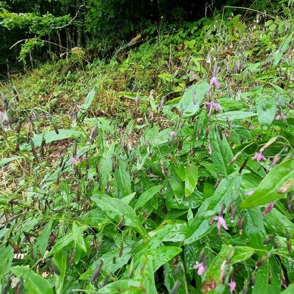 Prenanthes purpurea Fulla