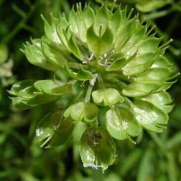 Iberis umbellata Плод