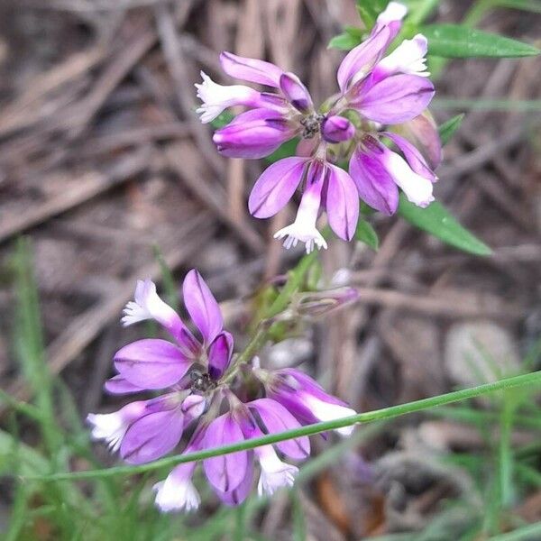 Polygala comosa Flower