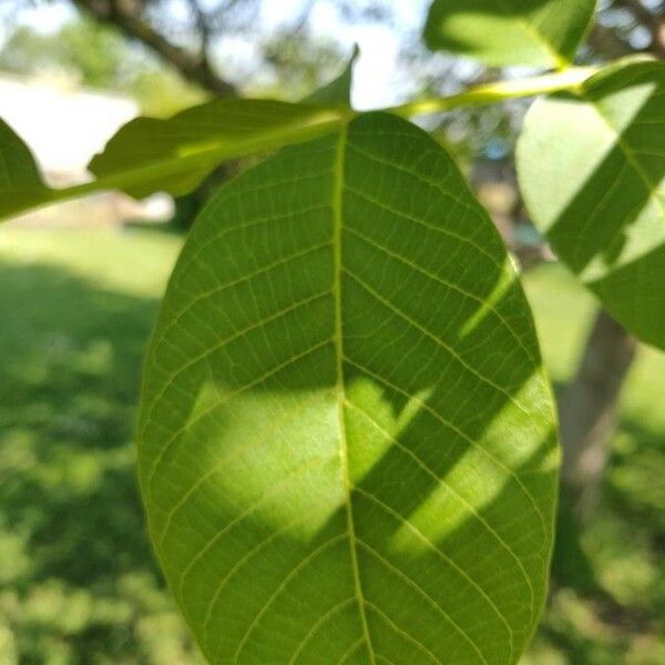 Juglans regia Lapas