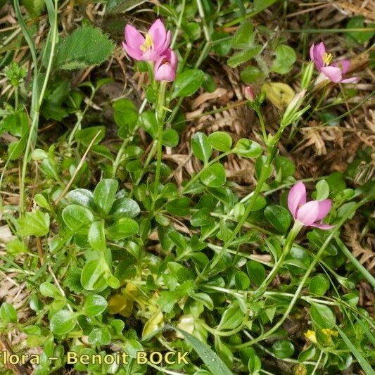 Centaurium portense Costuma