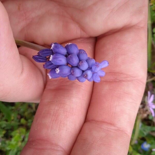 Muscari botryoides 花