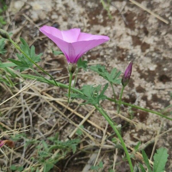 Convolvulus althaeoides പുഷ്പം