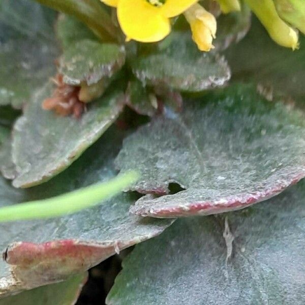 Kalanchoe blossfeldiana 葉