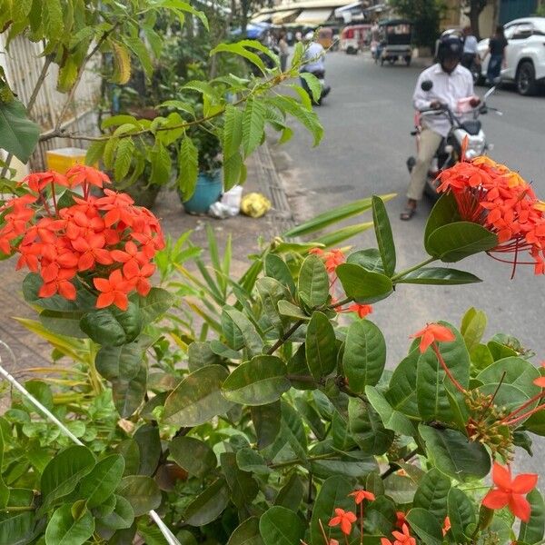 Ixora chinensis Blüte