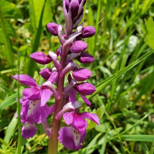 Orchis mascula Flower