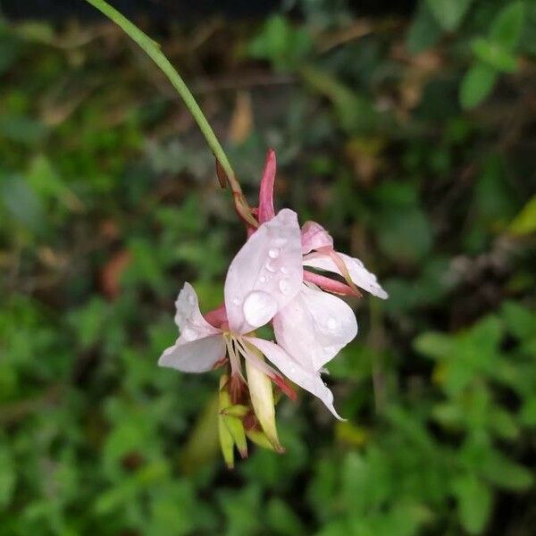 Oenothera lindheimeri Кветка