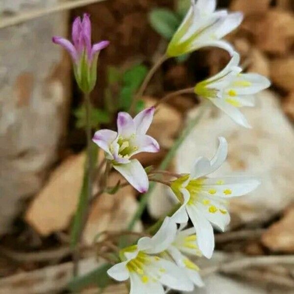 Allium trifoliatum Flower