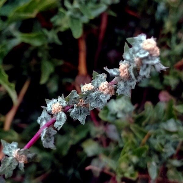 Atriplex glauca Flower