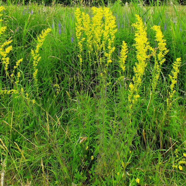 Galium verum Elinympäristö