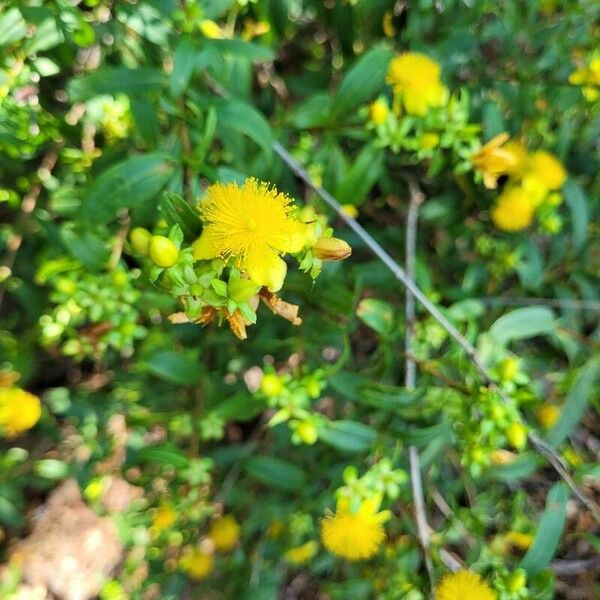 Hypericum prolificum 花