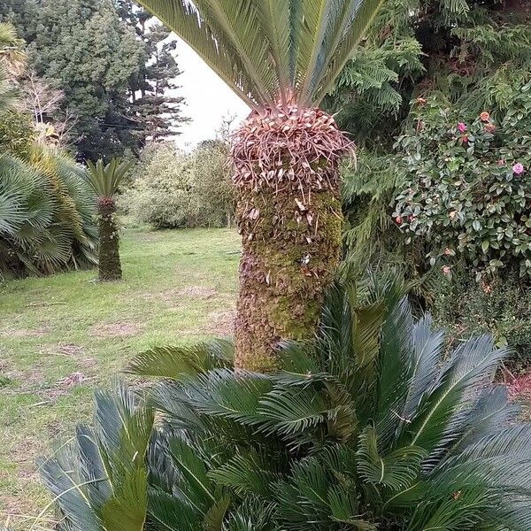 Cycas revoluta Агульны выгляд