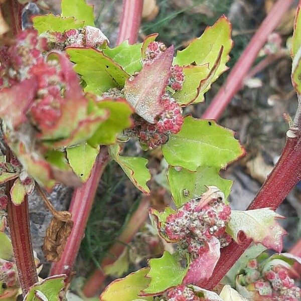 Chenopodium quinoa Leaf