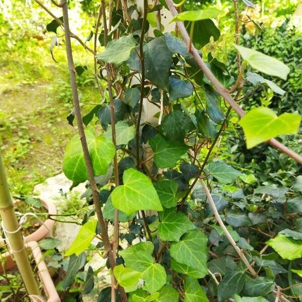 Hedera canariensis পাতা