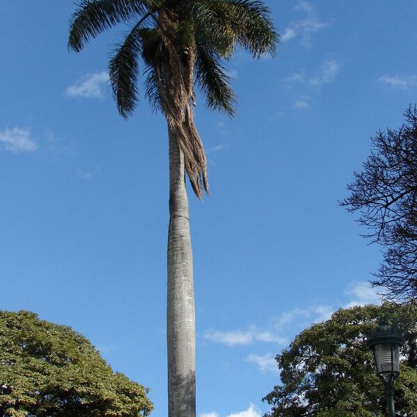 Roystonea borinquena Yaprak