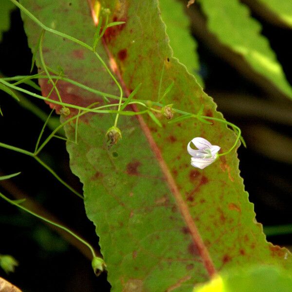 Palustricodon aparinoides چھال