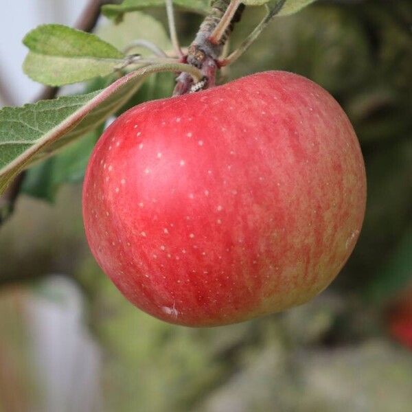 Malus domestica Frukto