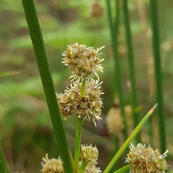 Scirpoides holoschoenus Fleur