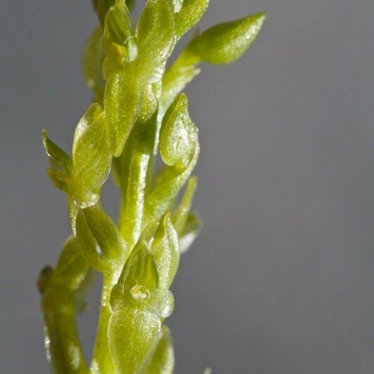 Hammarbya paludosa Blomma