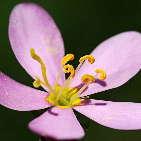 Sabatia angularis Õis