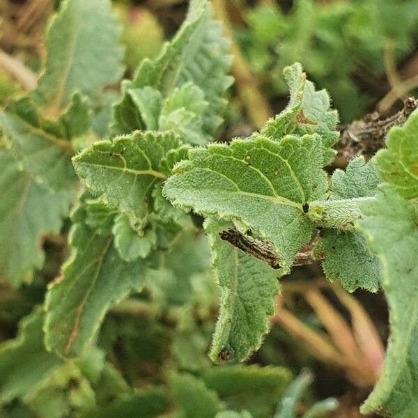 Orthosiphon parvifolius Leaf