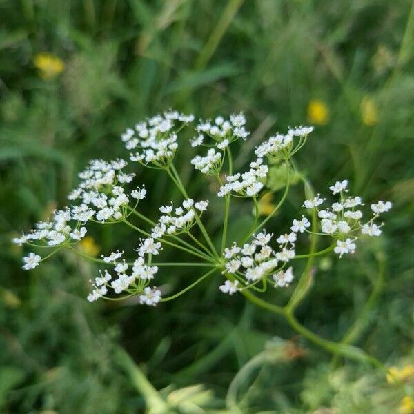 Pimpinella saxifraga Flower