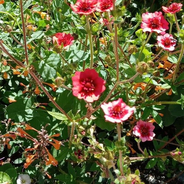 Potentilla nepalensis 整株植物