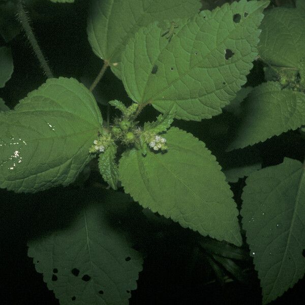 Croton hirtus Leaf