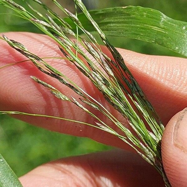 Eragrostis pilosa Frukto