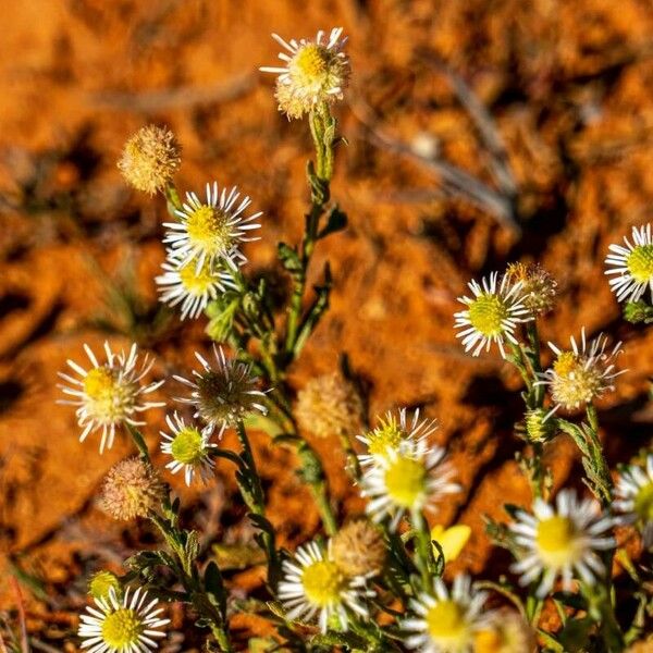 Symphyotrichum pilosum 花