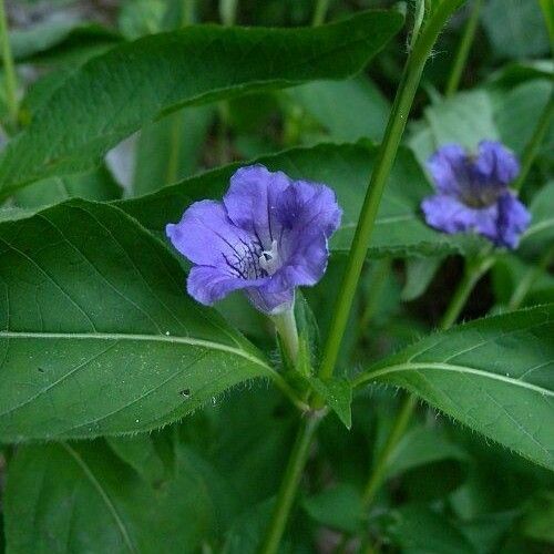 Ruellia strepens Flower