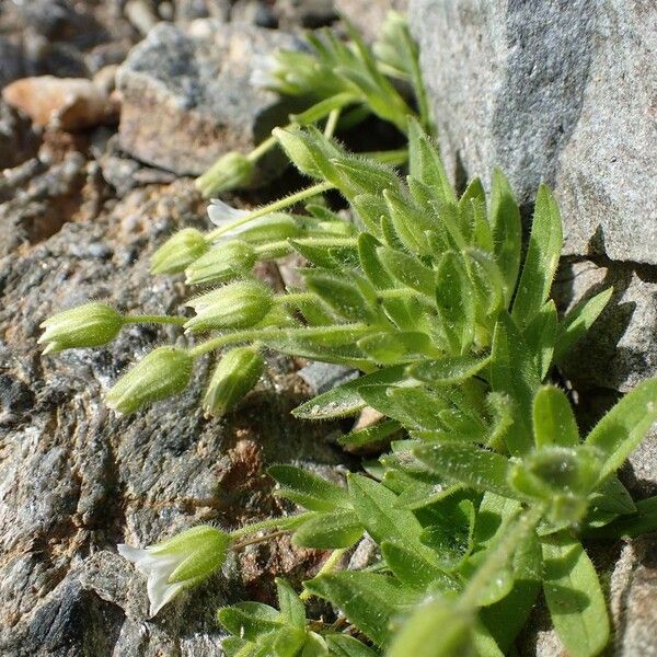 Cerastium pedunculatum Hábito