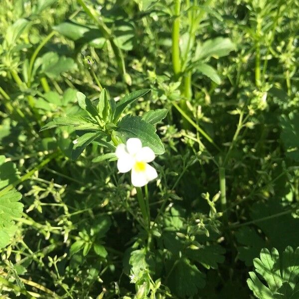 Viola arvensis പുഷ്പം