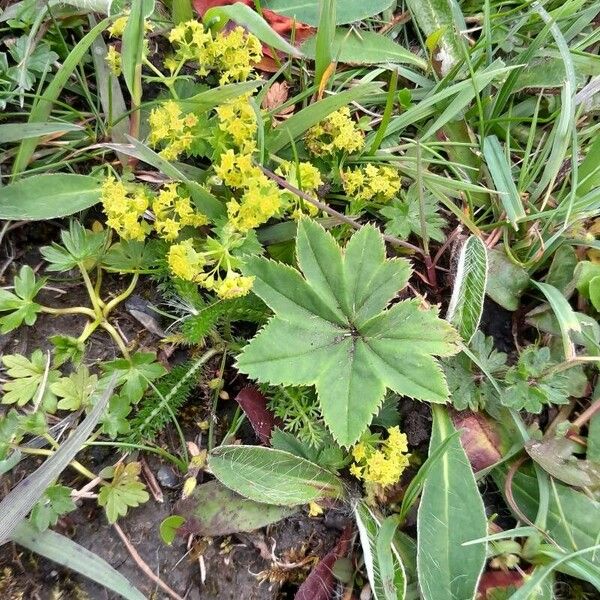 Alchemilla monticola Habit