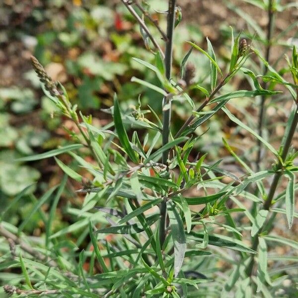Linaria purpurea 叶