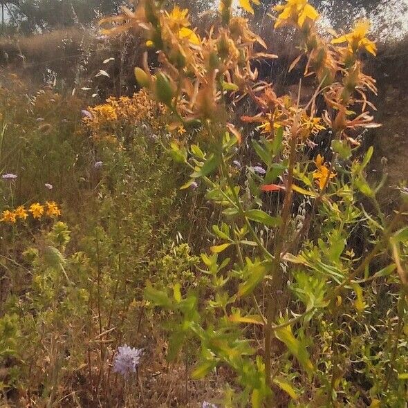 Hypericum perfoliatum Flors