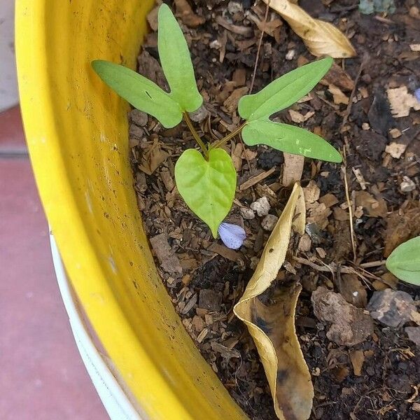 Ipomoea nil Leaf