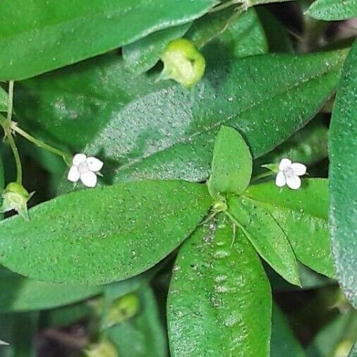 Oldenlandia corymbosa Flor