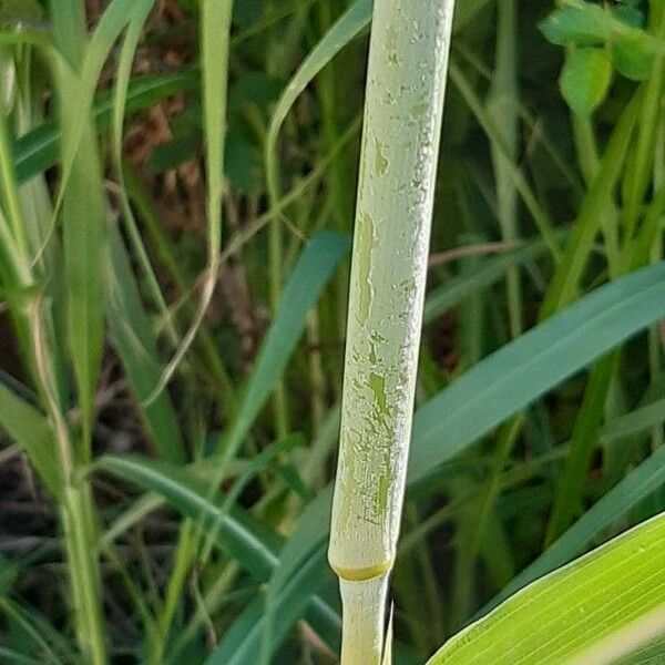 Sorghum halepense Corteza