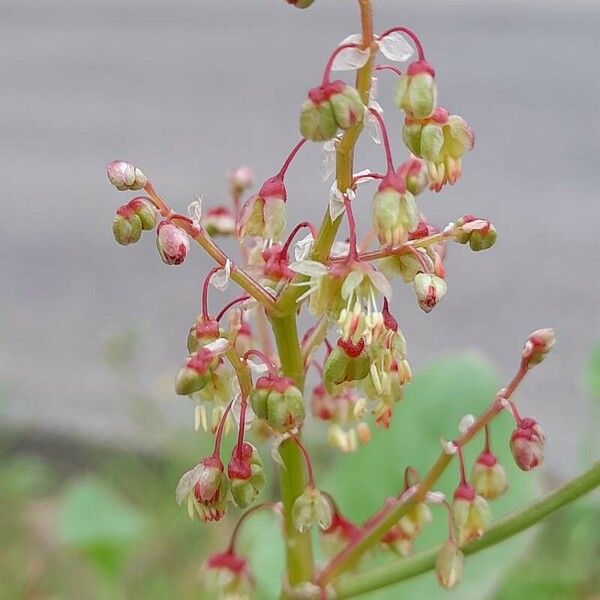 Rumex vesicarius Квітка