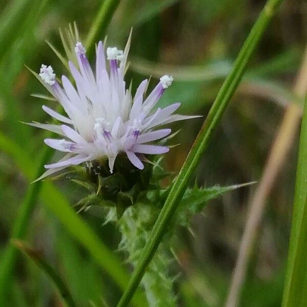 Carduus tenuiflorus പുഷ്പം