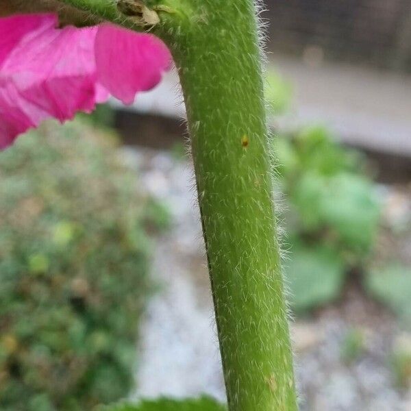 Alcea setosa Bark