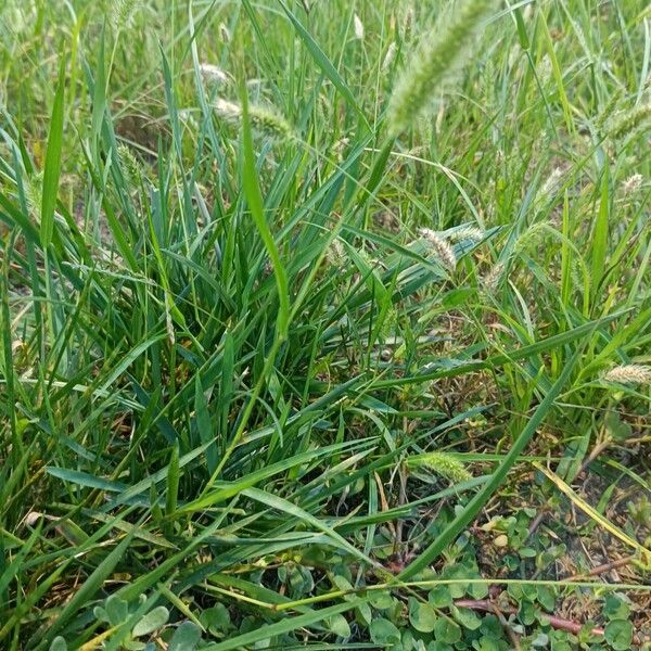 Setaria viridis 整株植物