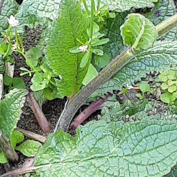 Verbascum phoeniceum Blatt